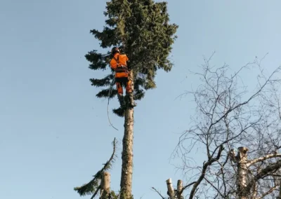 Stykvis træfældning