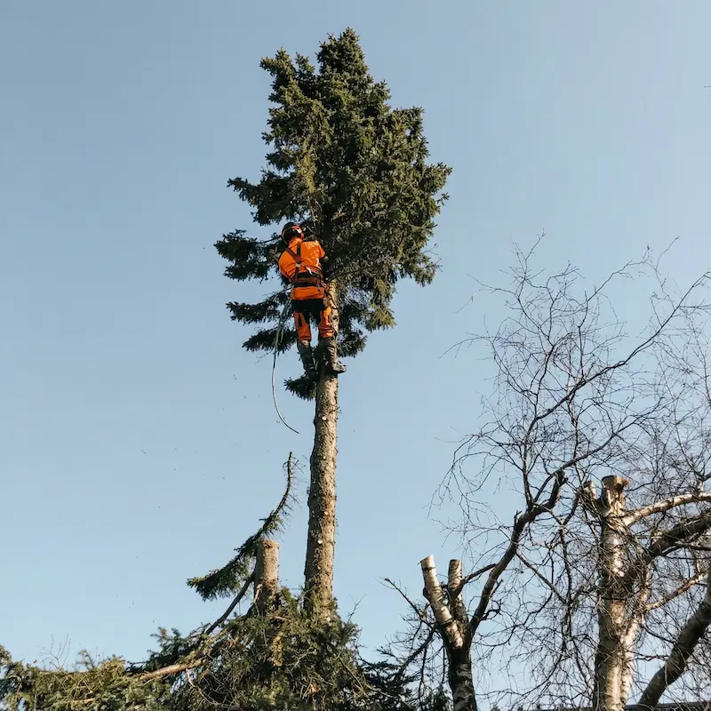 Stykvis træfældning Stykvis træfældning