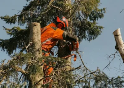 Stykvis fældning af træ ved klatring