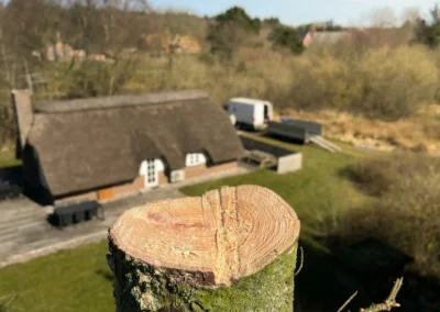 Træfældning sommerhusgrund